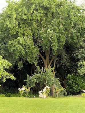 A large tree with dense foliage in a well-maintained grassy area. - Maison François: a vacation home for a carefree stay surrounded by nature near Bruges (Oostkamp)