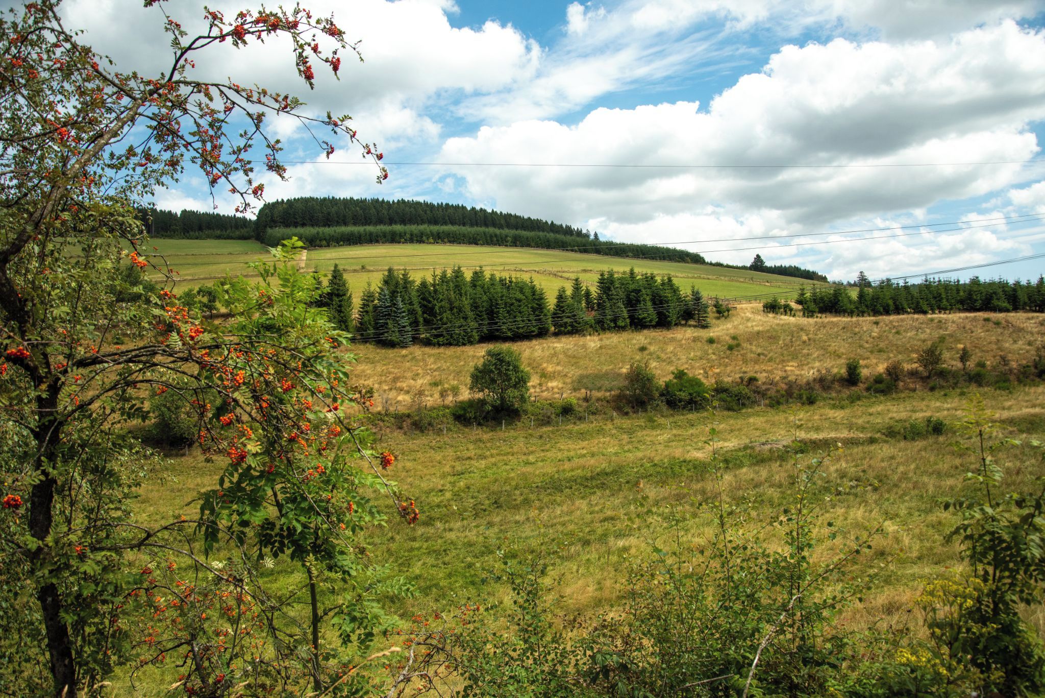 Paisaje rural con un campo, árboles y un bosque distante.