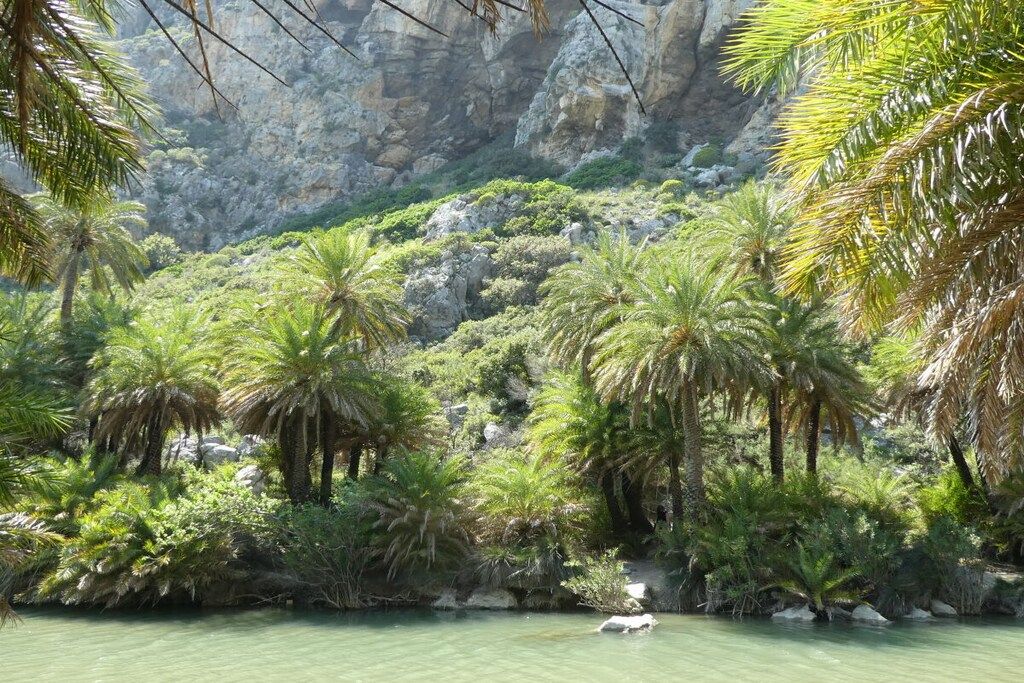 A natural landscape with palm trees and a rocky cliff.