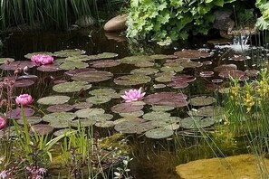 Ein Teich mit Seerosen und rosa Teichrosen.