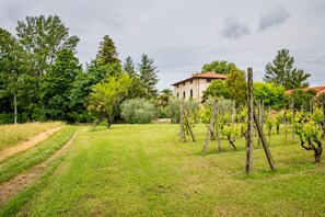Un vignoble avec des rangées de vignes, un bâtiment en pierre et un chemin de terre.