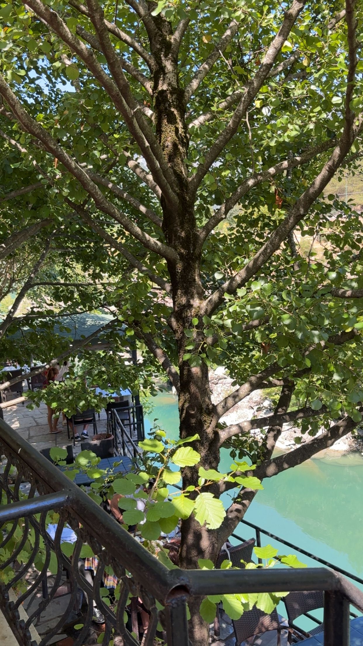 Un árbol con barandilla metálica en primer plano, un cuerpo de agua al fondo y un cielo despejado.
