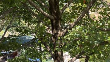 Un árbol con barandilla metálica en primer plano, un cuerpo de agua al fondo y un cielo despejado.