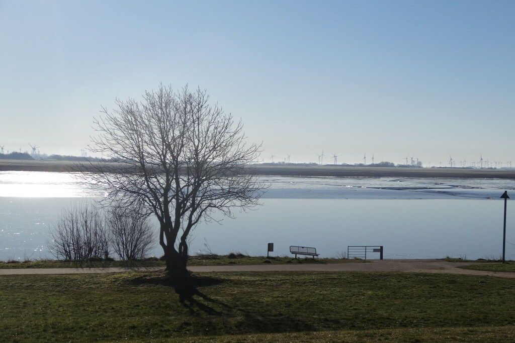 A park with a tree, a bench, and a body of water.