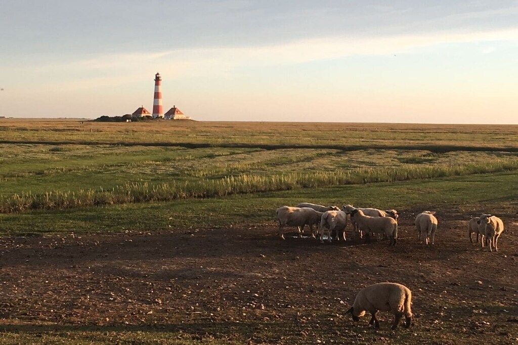 A lighthouse in a field with grazing sheep.