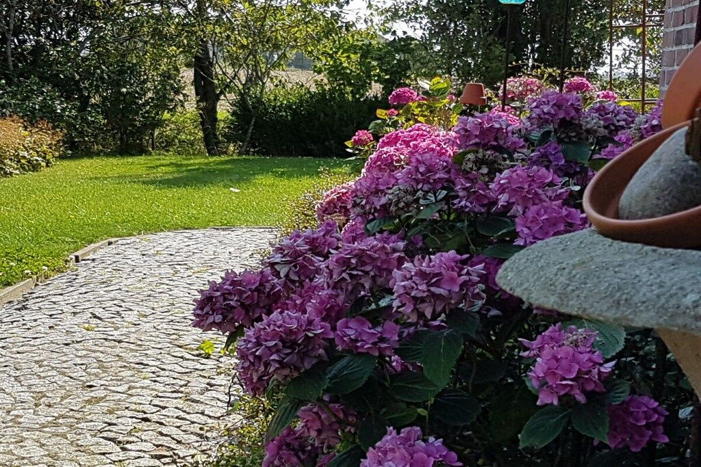 A garden with a stone pathway and dense clusters of purple flowers.