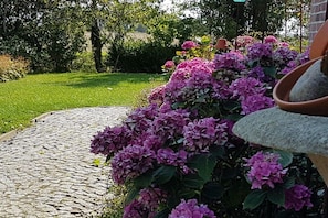 A garden with a stone pathway and dense clusters of purple flowers. - Lüdde Hus Mitteldiek (Nordstrand)