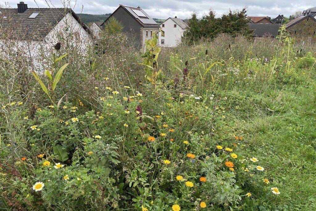 Un paysage rural avec un champ de fleurs sauvages et des maisons en arrière-plan.