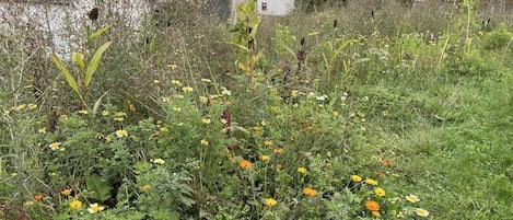 Un paysage rural avec un champ de fleurs sauvages et des maisons en arrière-plan.