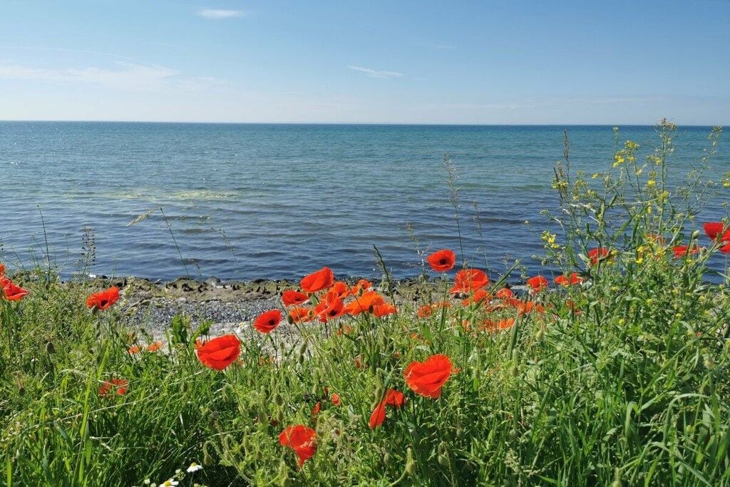 A coastal landscape with a view of the sea and a field of red poppies in the foreground.