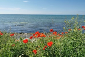 Eine Küstenlandschaft mit Blick auf das Meer und einem roten Mohnfeld im Vordergrund.