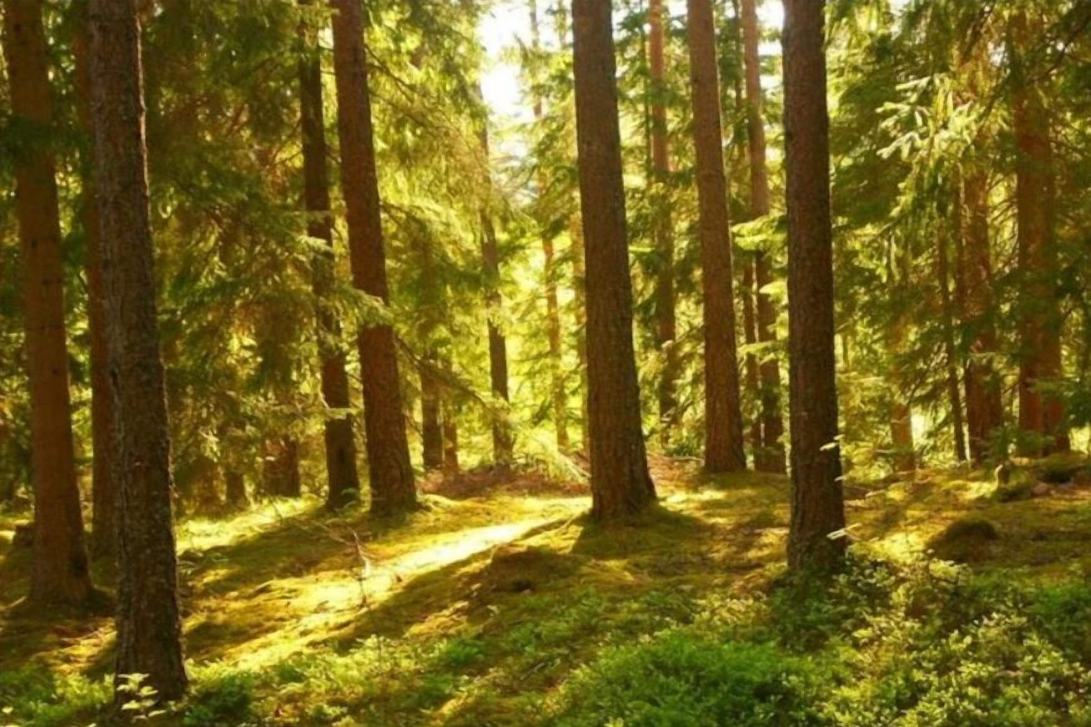 Ein Wald mit hohen Bäumen und einem Pfad.