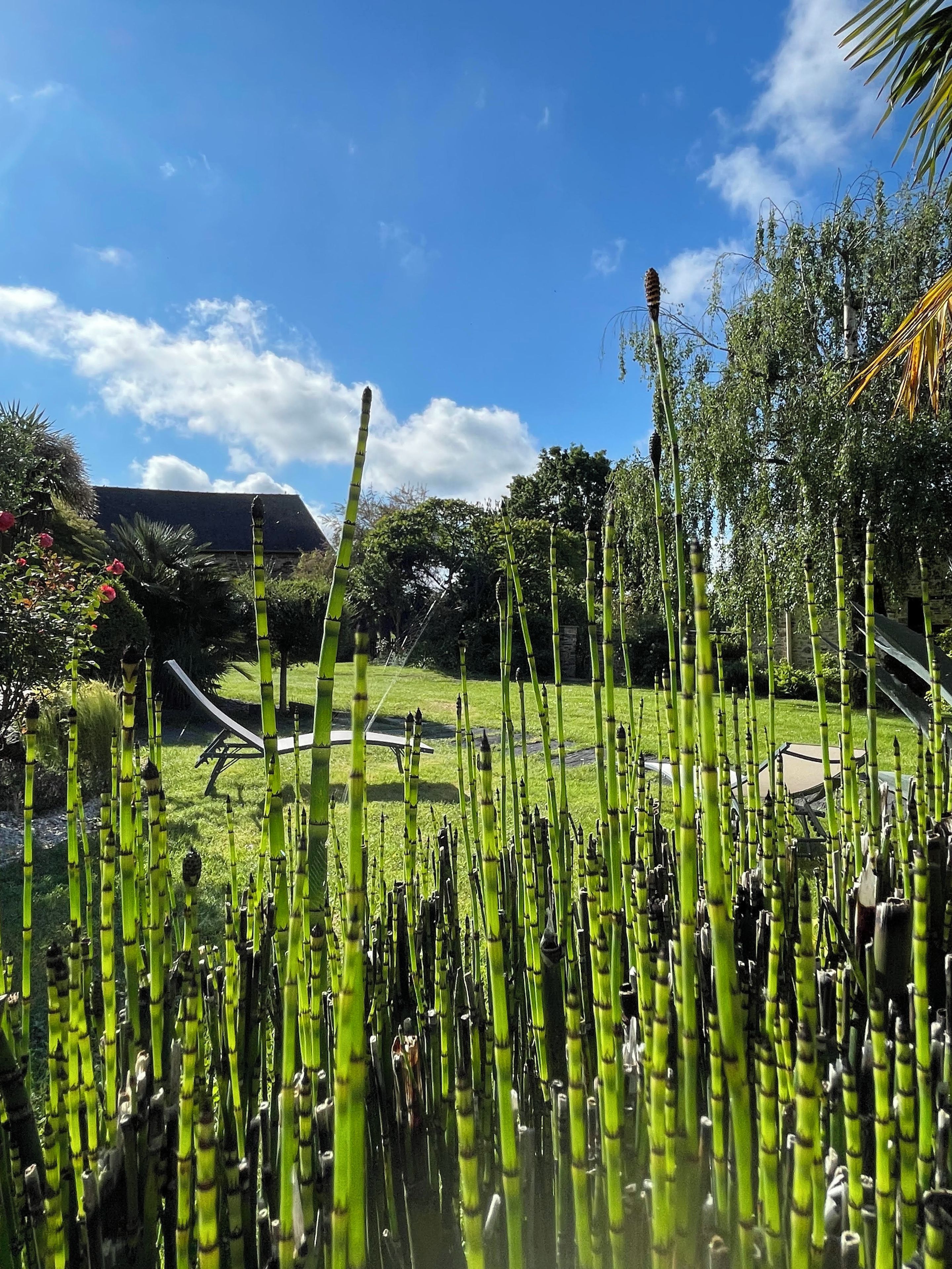 Un jardín con altos tallos de bambú, césped y un edificio al fondo.