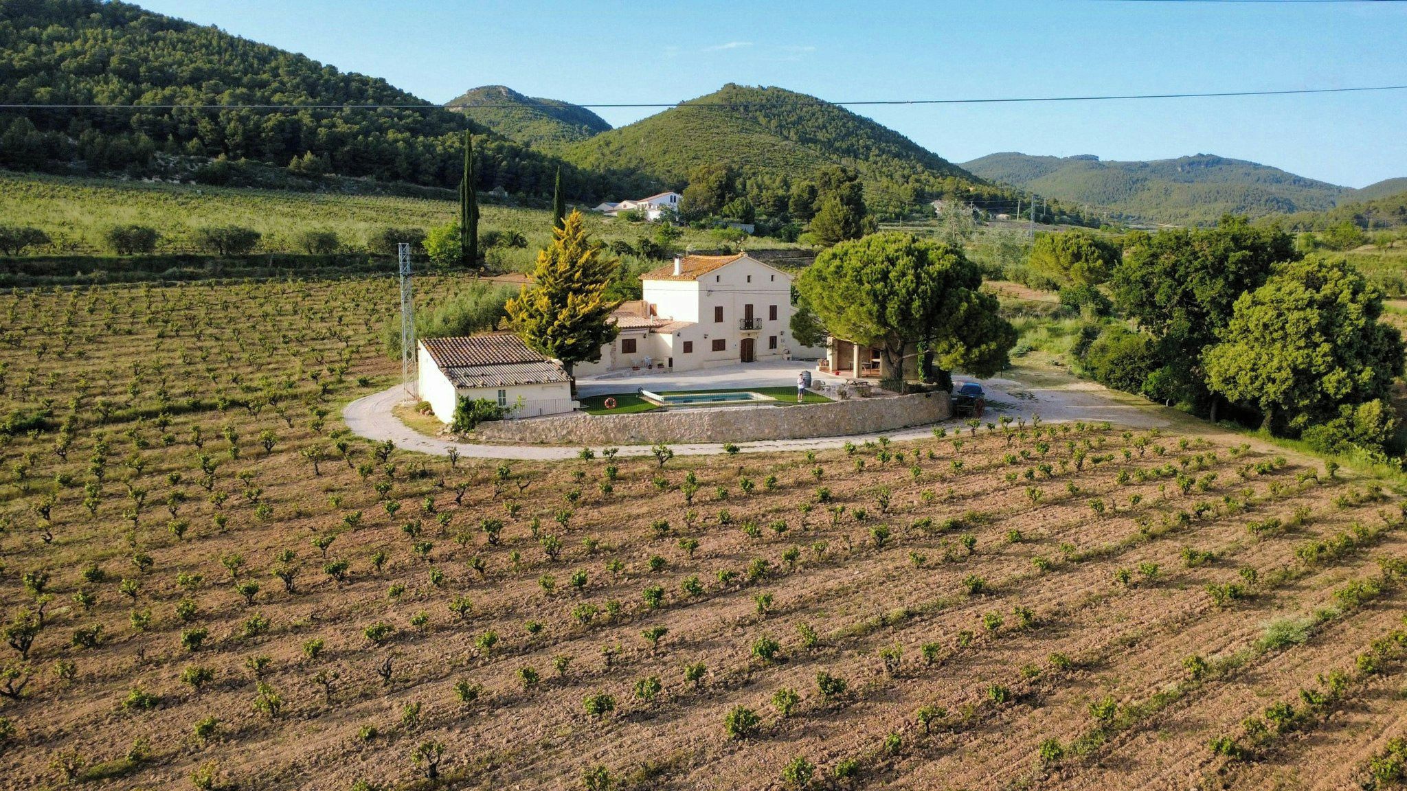 A vineyard with rows of grapevines and a white building with a tiled roof surrounded by trees.