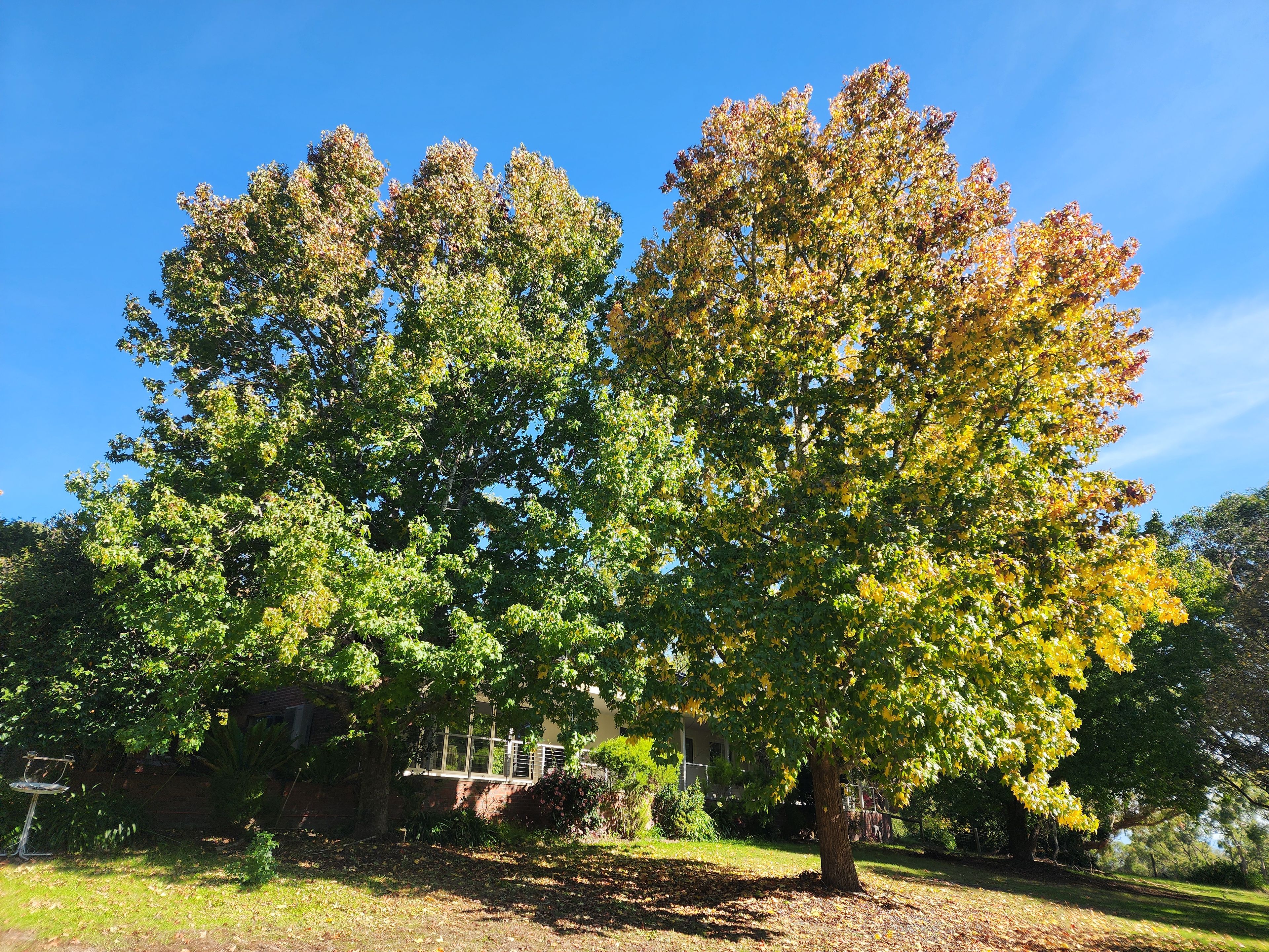 A tree-lined pathway with a metal fence and a house in the background.