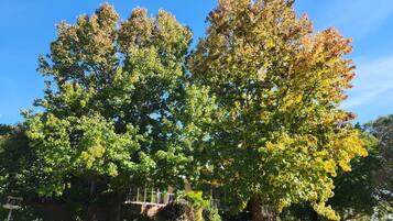 A tree-lined pathway with a metal fence and a house in the background.