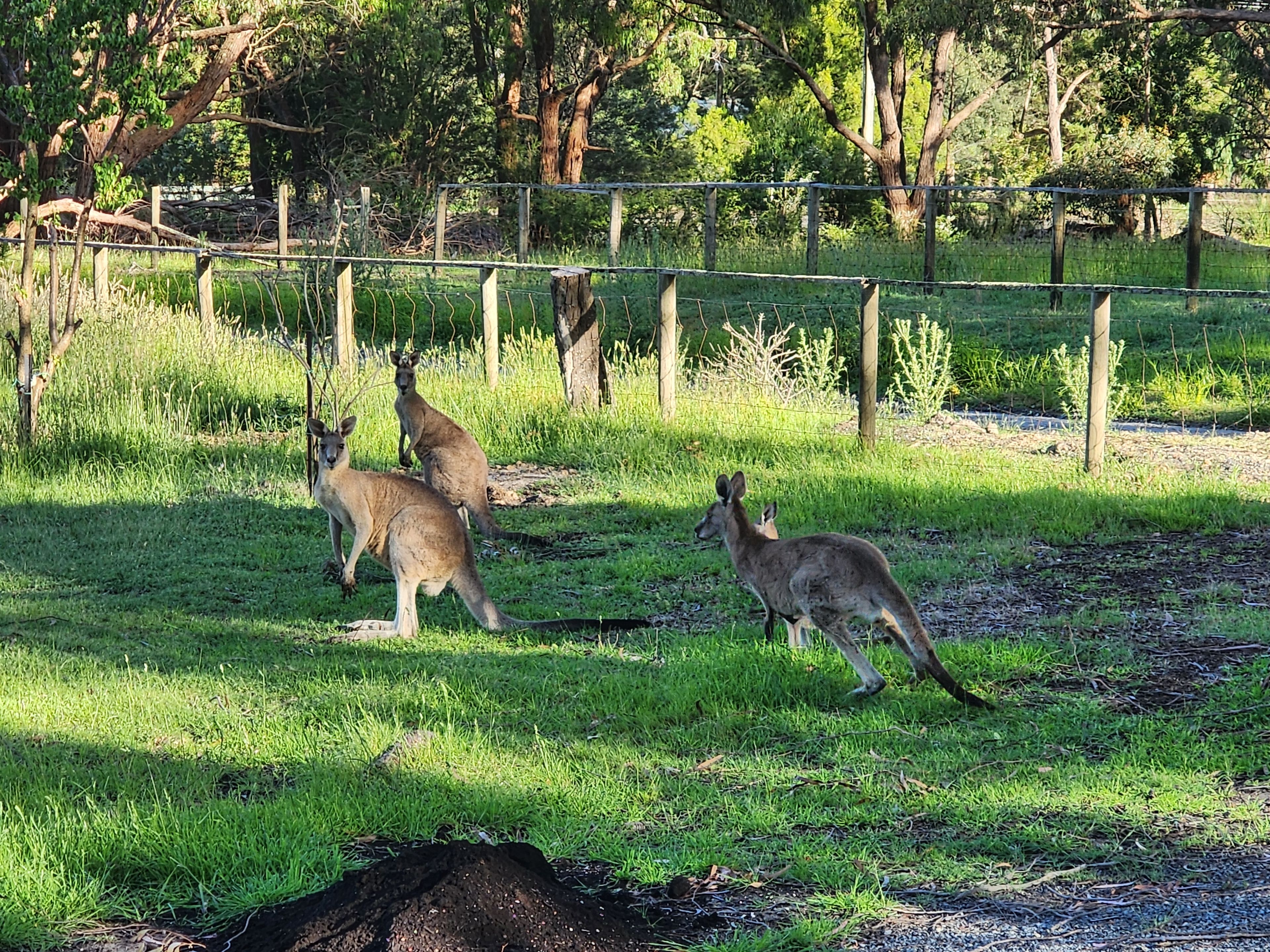 A fenced outdoor area with grass and trees.