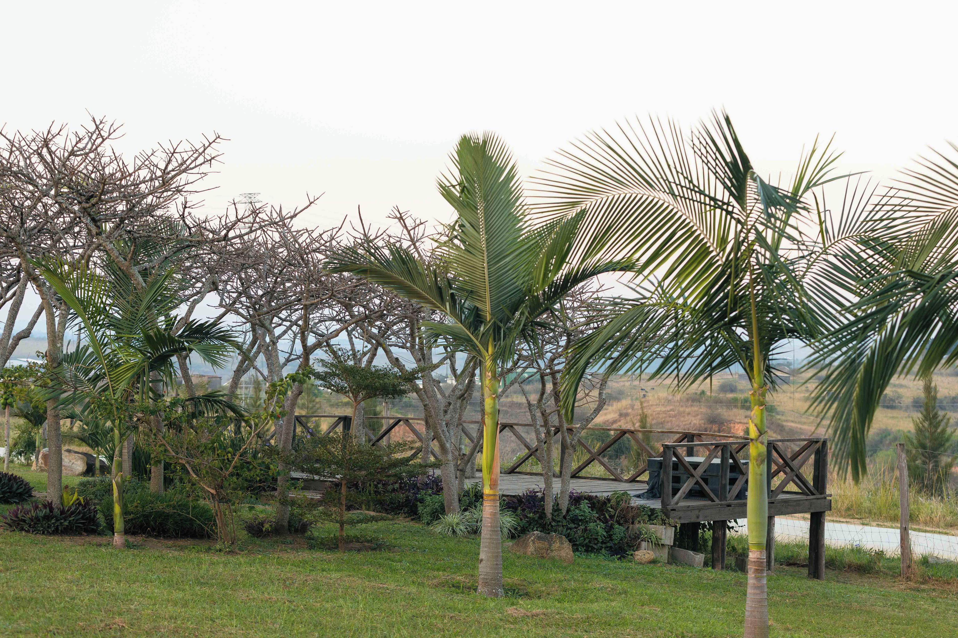 Un jardín con palmeras y una estructura de madera.