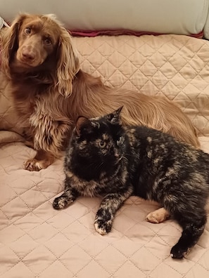 A dog and a cat lying on a bed with a quilted cover.