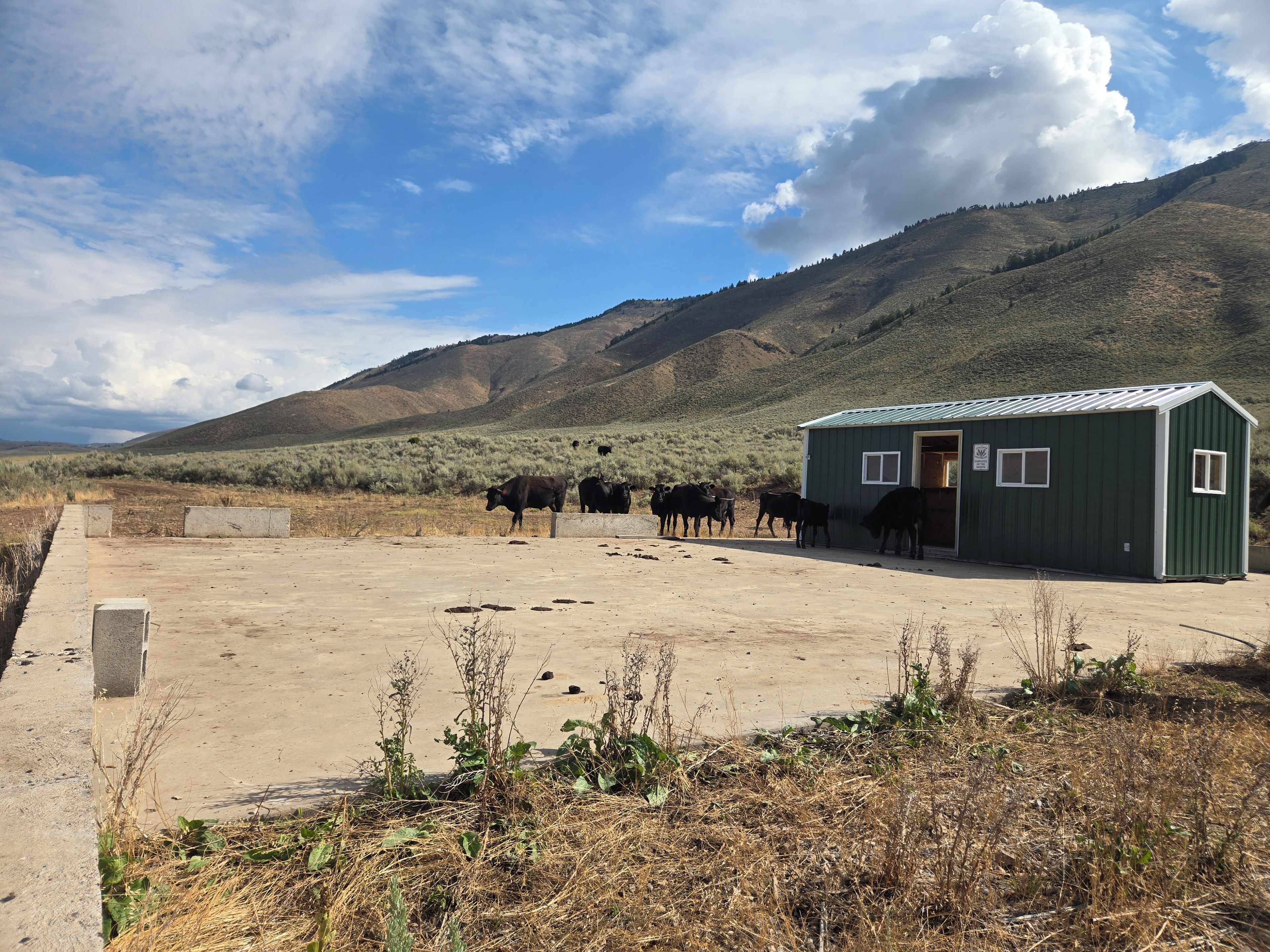 A green metal shed with a door and windows, situated in a dry, open field with a dirt road leading up to it.