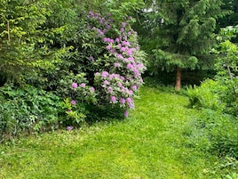 Un exuberante jardín con diversos arbustos verdes y un árbol de flores rosadas.