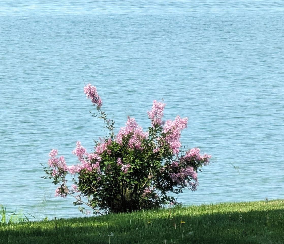 Un arbuste aux fleurs roses, près d’une étendue d’eau.