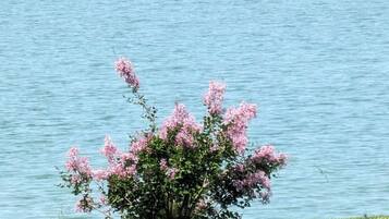 Un arbuste aux fleurs roses, près d’une étendue d’eau.