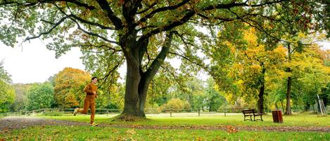 Ein Park mit einem großen Baum, einem Laufweg und einer Bank.