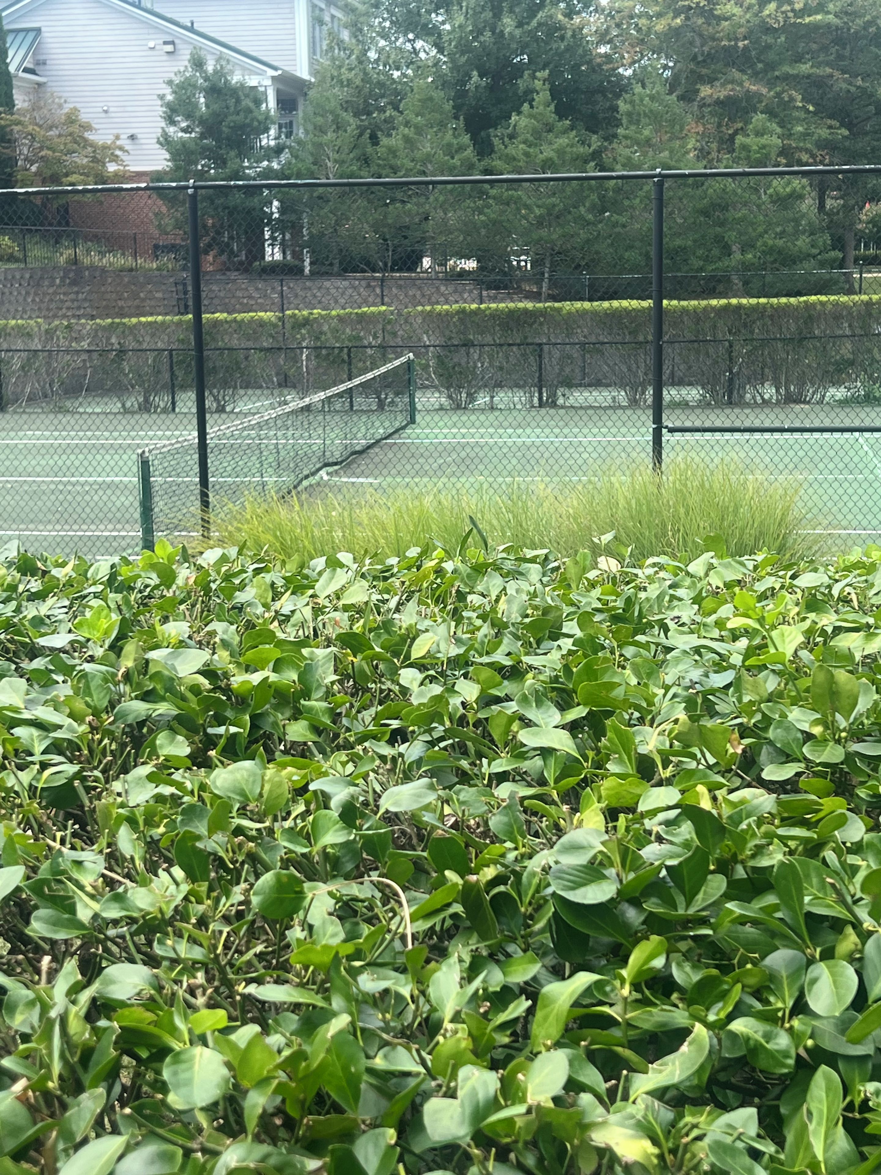 Un court de tennis entouré d’une clôture en treillis métallique, bordé d’une végétation luxuriante et d’arbres.