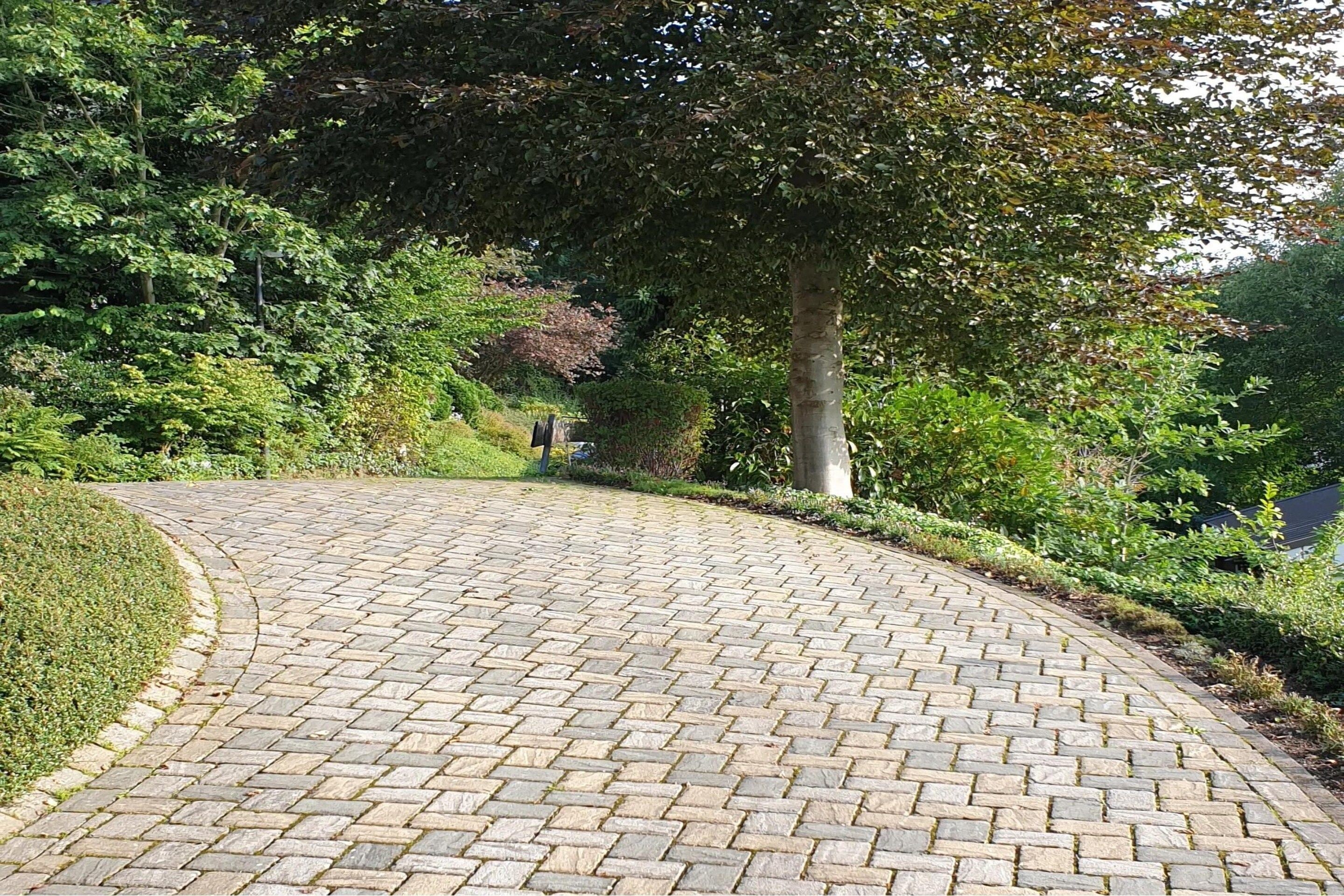 Un camino pavimentado serpentea por un área ajardinada con abundante follaje y un árbol en el centro.