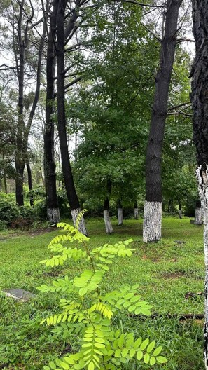 A forested area with tall trees and a grassy foreground.