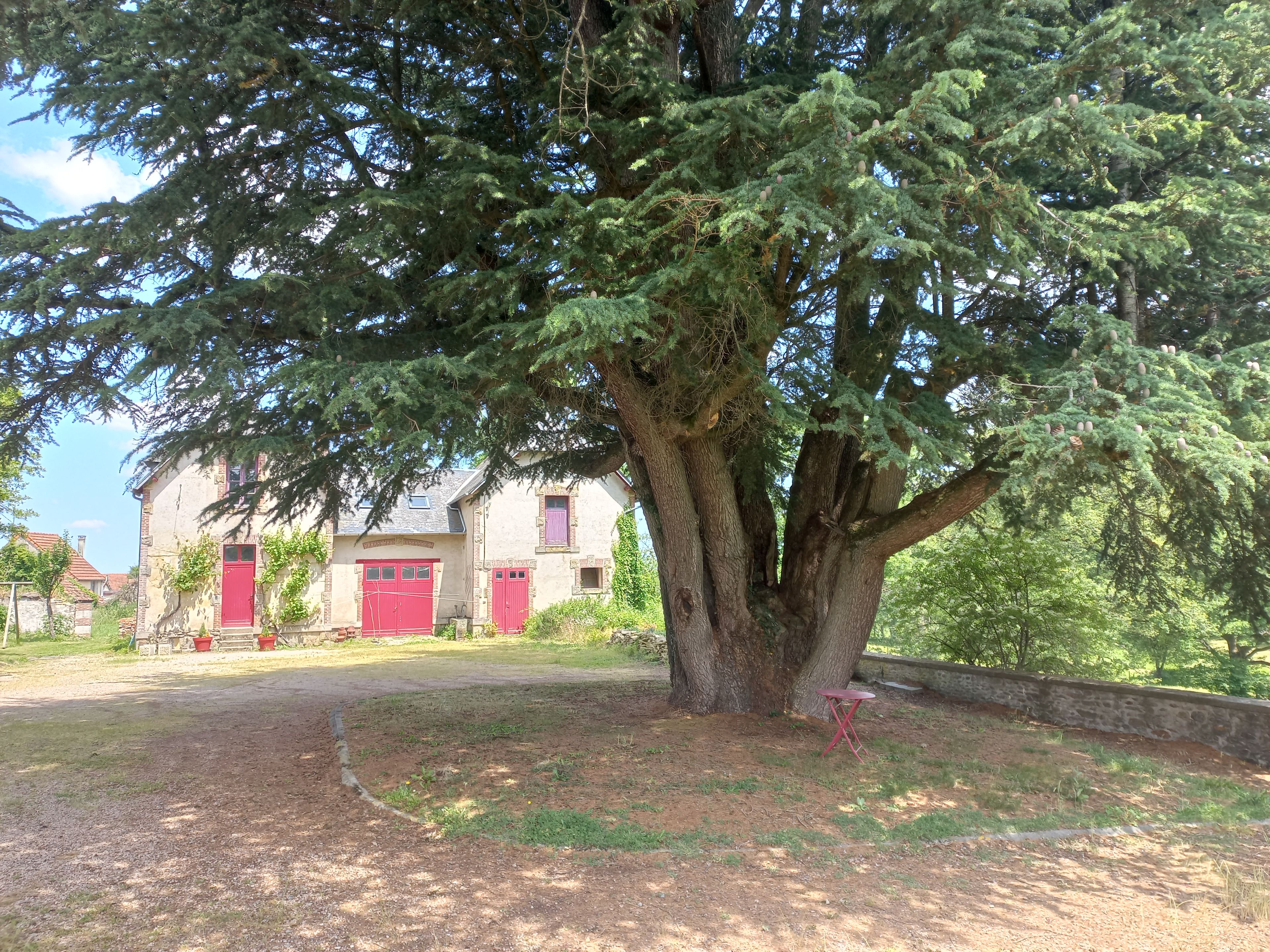 Un gran árbol con una puerta roja y un muro de piedra al frente.