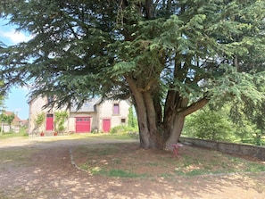 Un gran árbol con una puerta roja y un muro de piedra al frente.