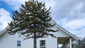 Uma casa branca com varanda coberta e uma única árvore no jardim frontal.