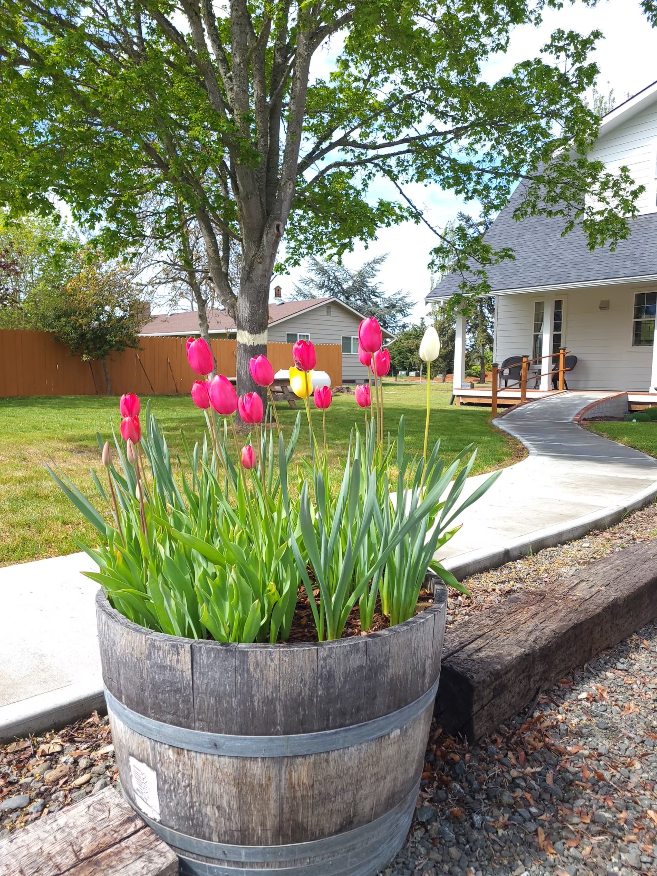 Cachepot de madeira com tulipas e folhagem verde, uma árvore e uma casa com varanda e área de estar externa.