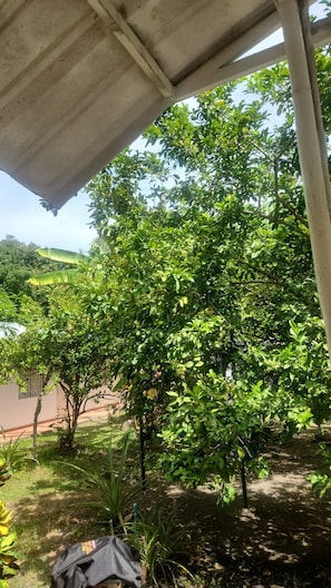A covered outdoor area with a tree and a building in the background.