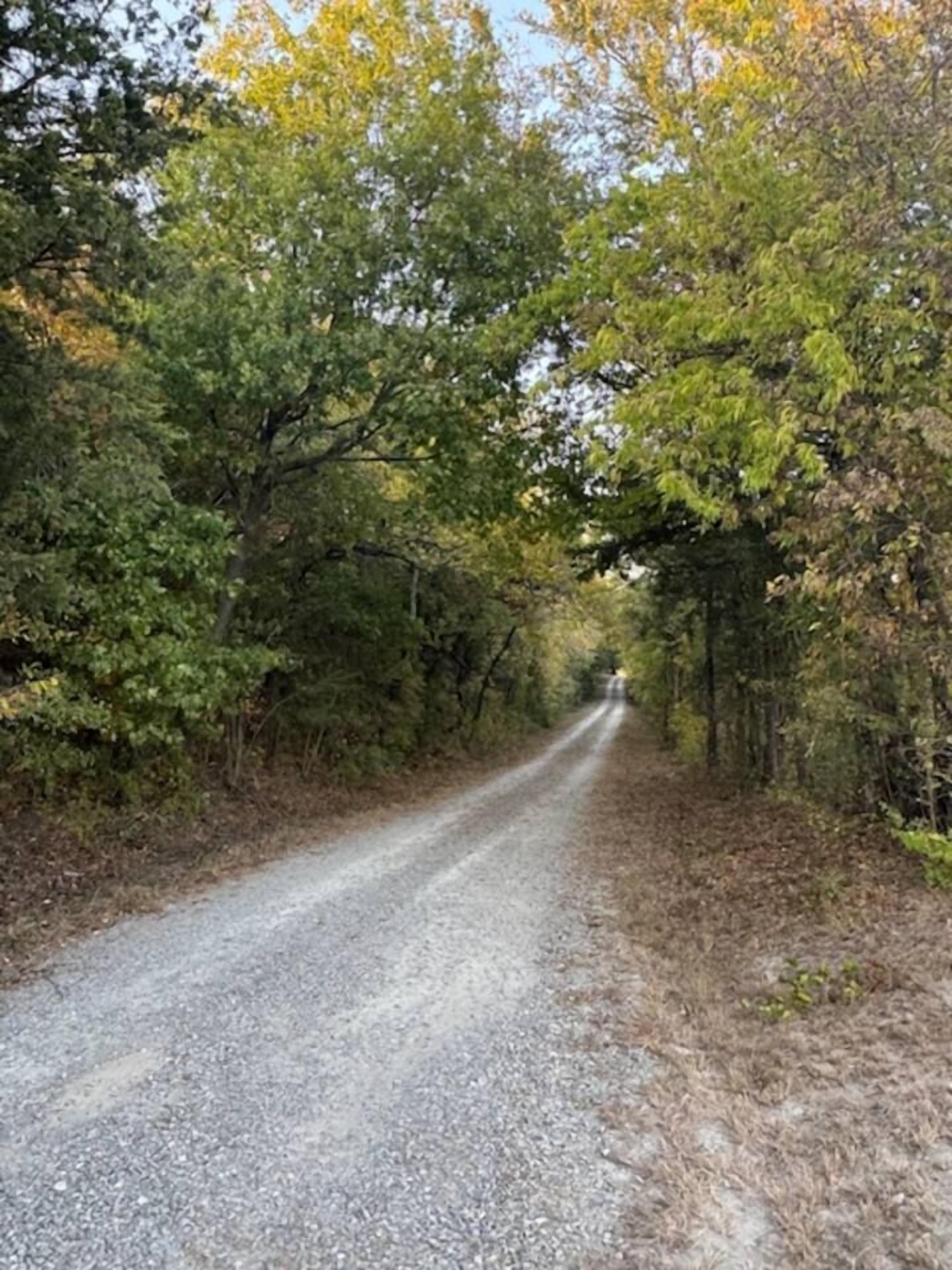 A gravel road flanked by dense trees.