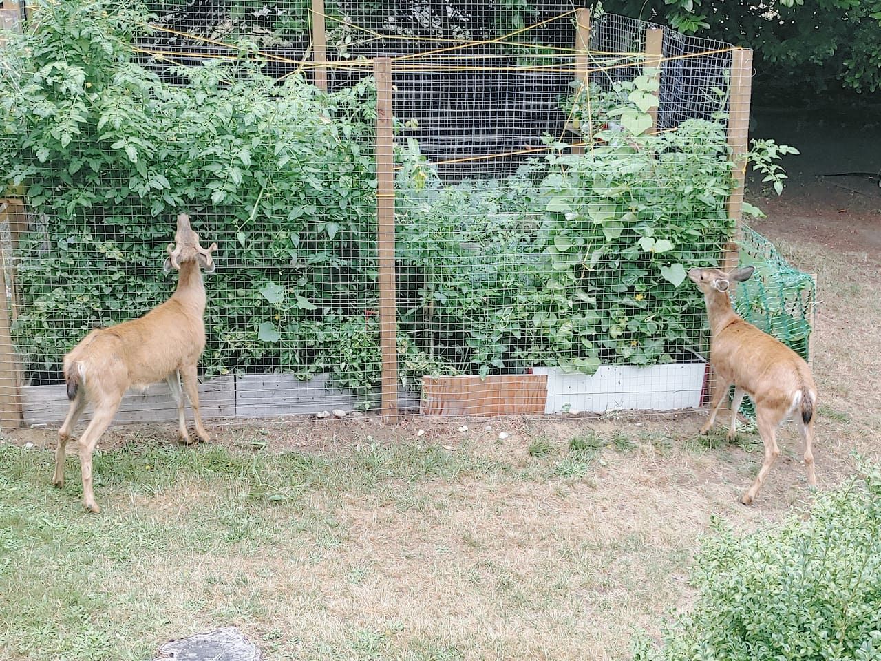 Deux cerfs dans un enclos clôturé, avec de la végétation.
