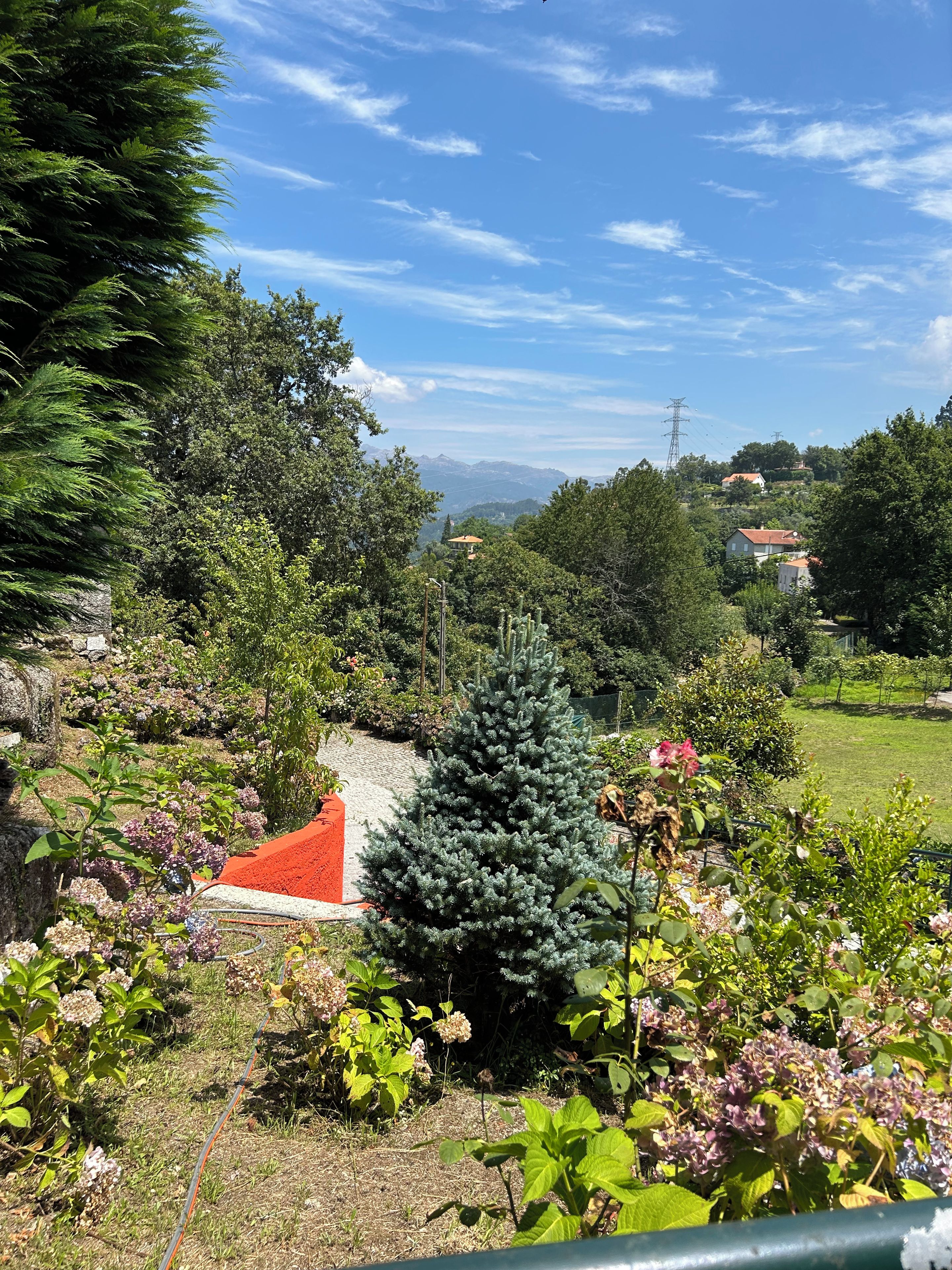 Un jardí amb diverses plantes i una construcció petita.