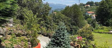 A garden with a variety of plants and a small structure.