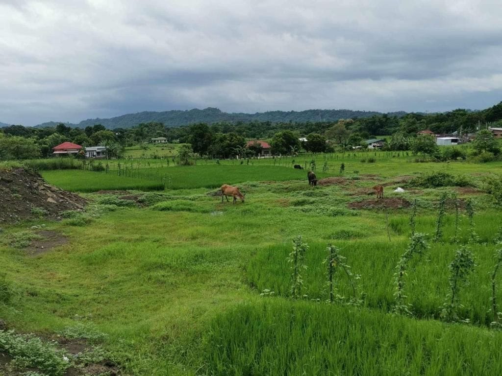A rural landscape with fields, a few animals, and distant houses.