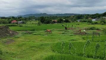 A rural landscape with fields, a few animals, and distant houses.