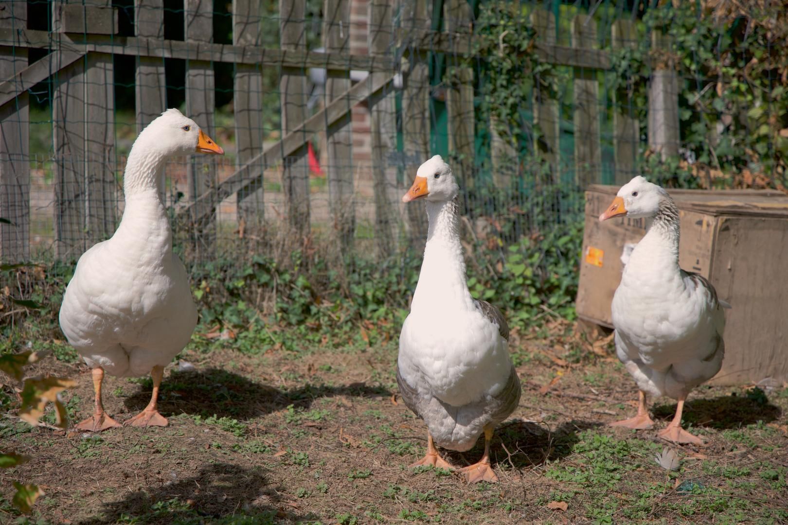 Three white geese standing on a ground covered with dry leaves and small plants, with a wooden fence and greenery in the background.