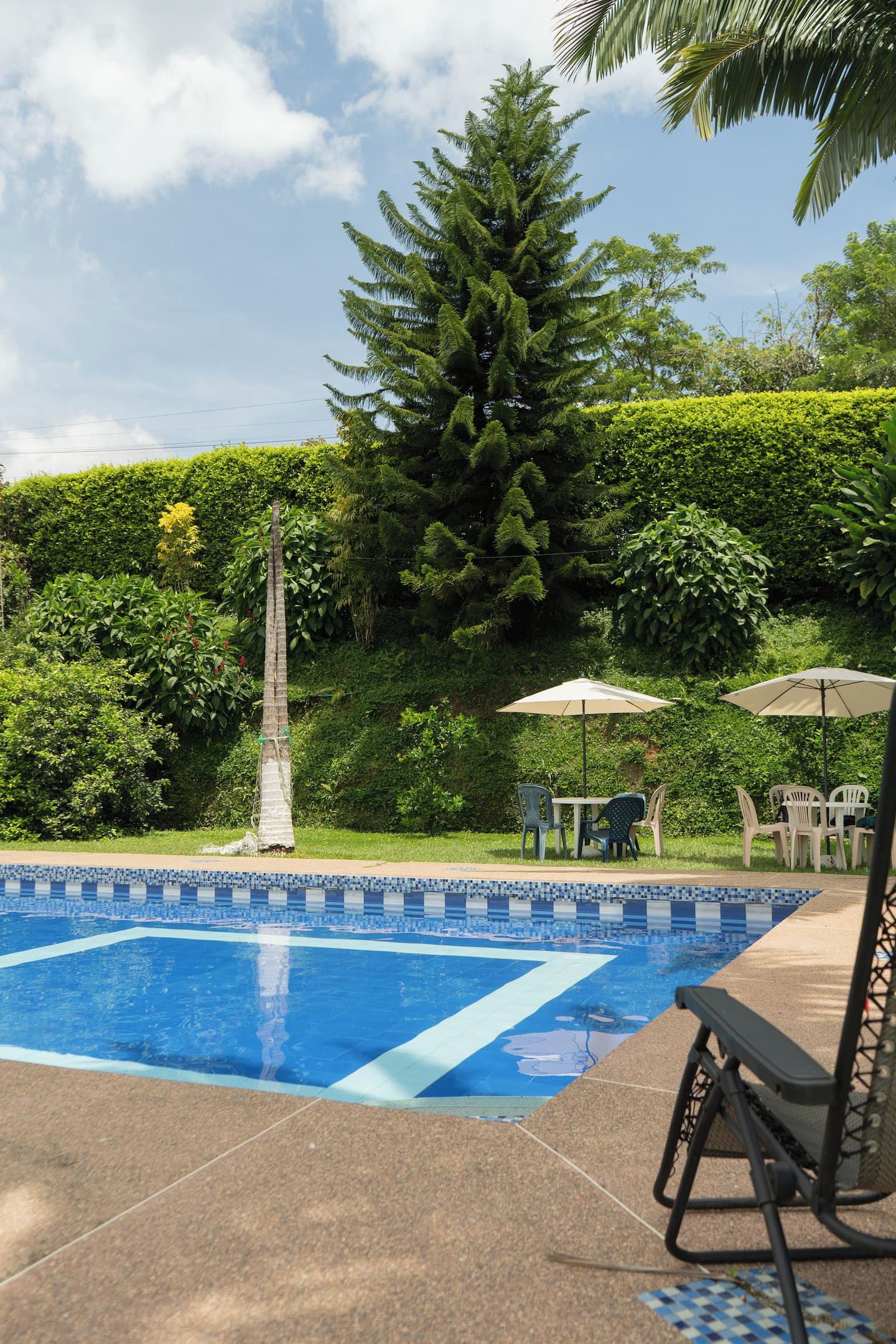 A swimming pool with a tiled edge, surrounded by greenery and a tall tree.