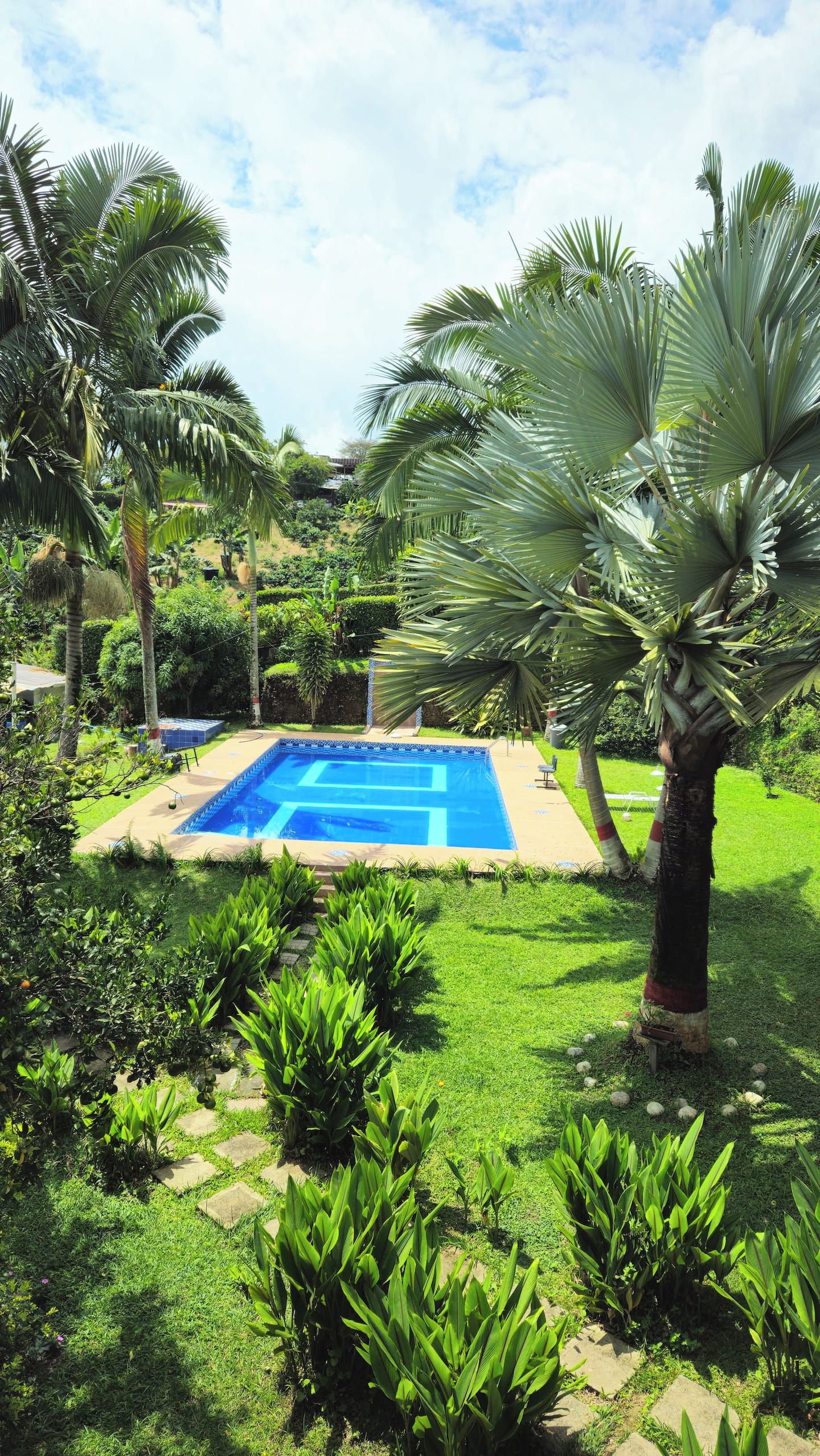 Ein Pool, umgeben von üppiger Vegetation und Palmen.