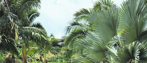 A swimming pool surrounded by lush greenery and palm trees.