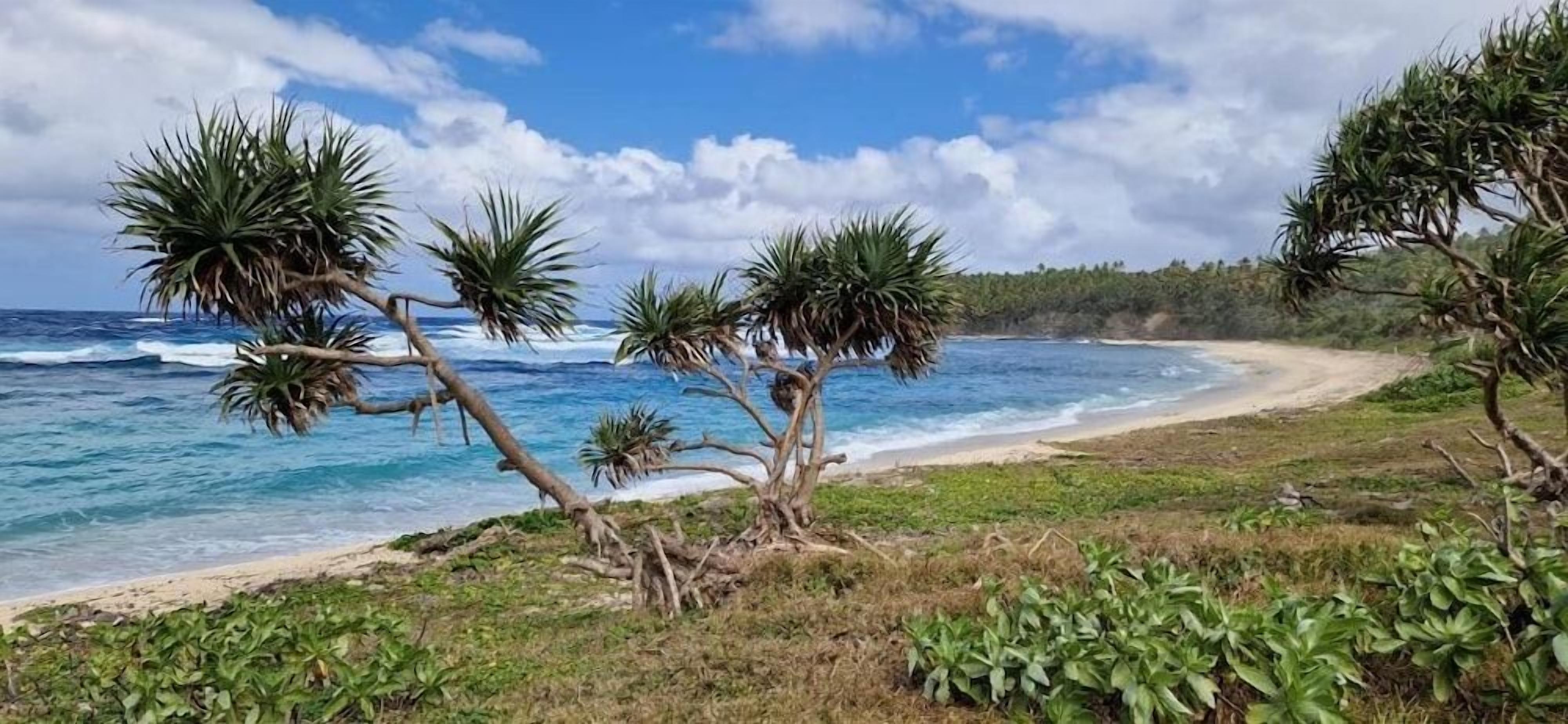 A beach with palm trees and ocean waves.