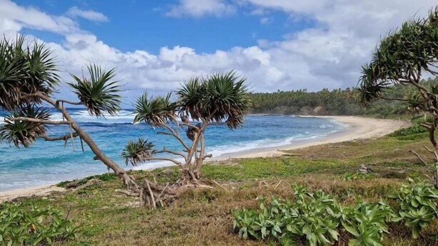 Ein Strand mit Palmen und Wellen.