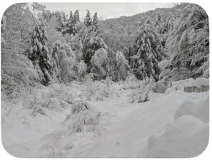 A snowy landscape with dense trees and a clear sky.
