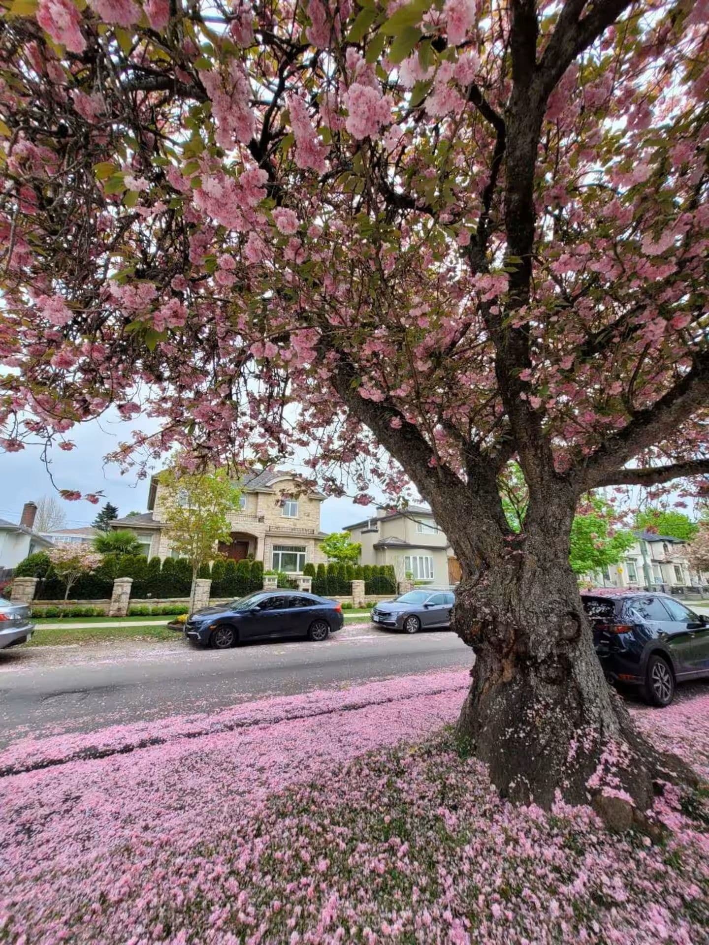 A tree with pink blossoms in a residential area with houses and parked cars.
